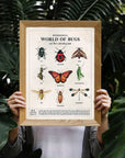 framed poster with watercolour bugs and interesting facts