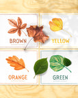 montessori colour sorting activities for toddlers with autumn leaf theme